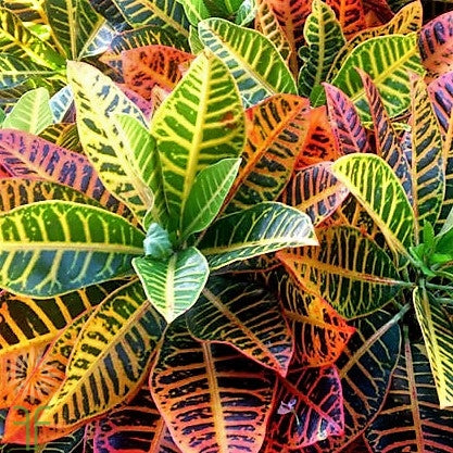 Plants