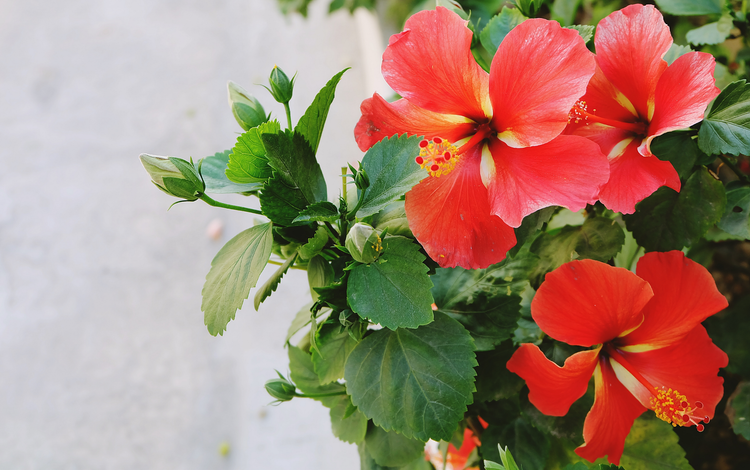 Tropicals