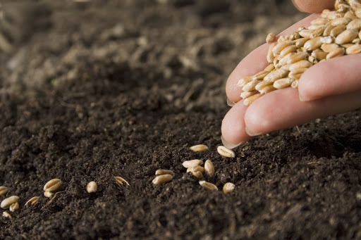 Seeds