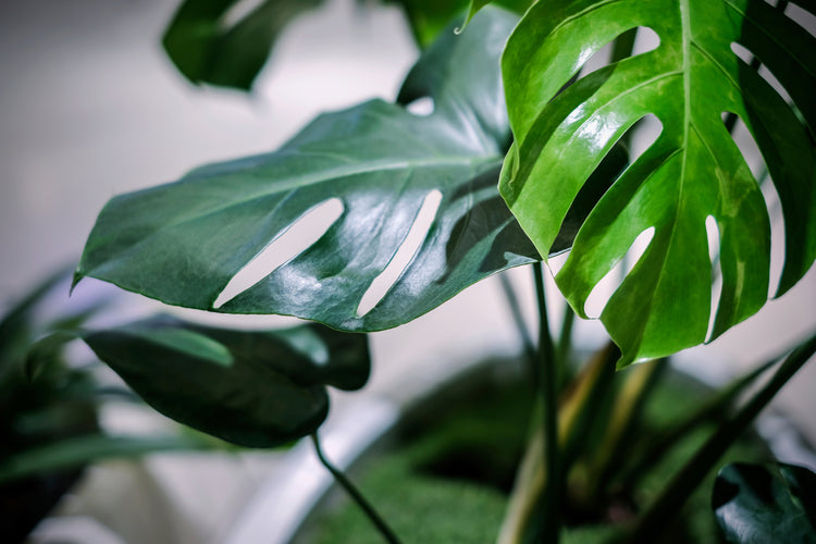 Houseplants