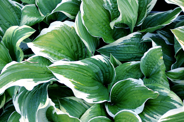 Perennials