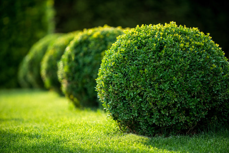 Trees + Shrubs