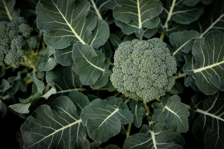 Veggies