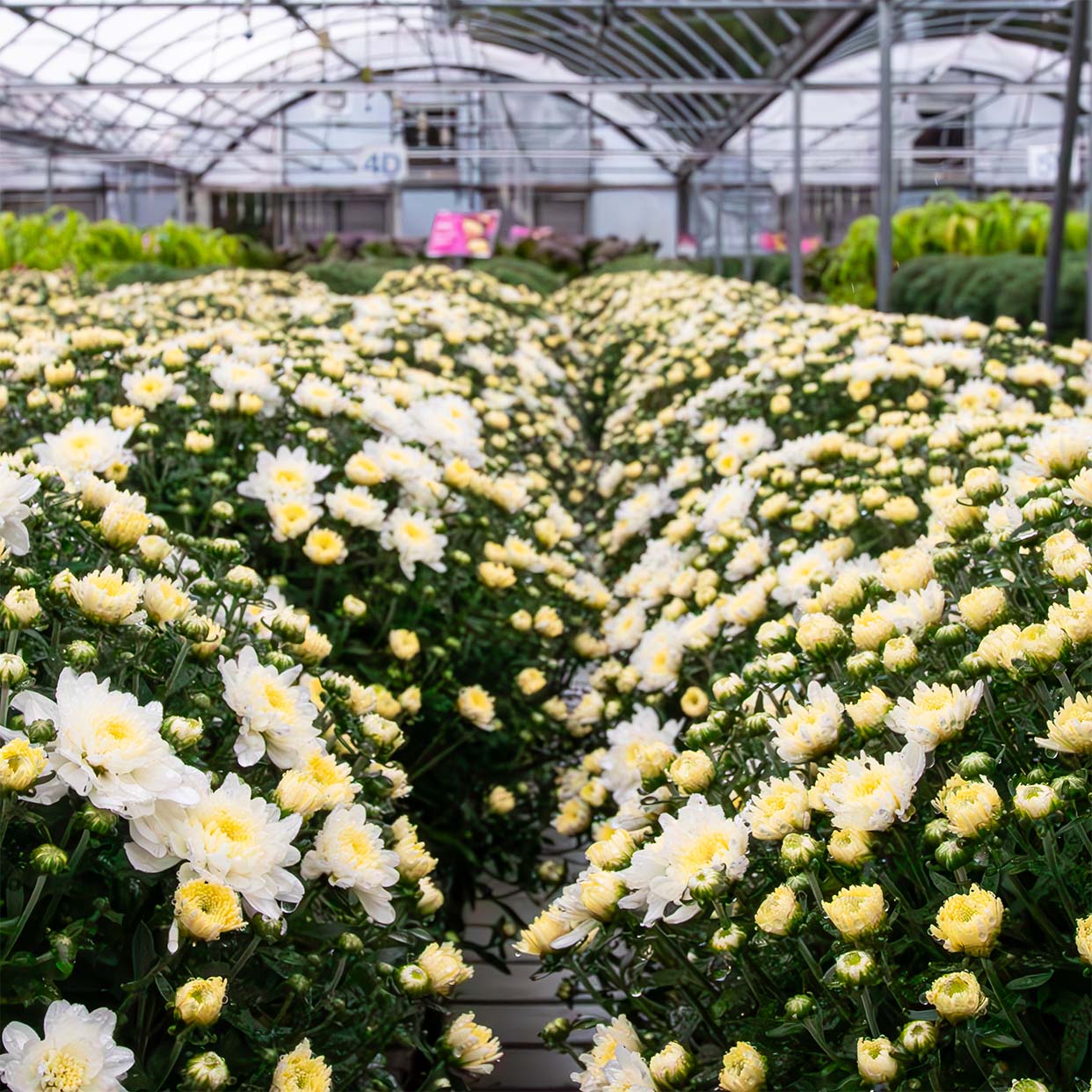 Upgrade Option: Additional Mums
