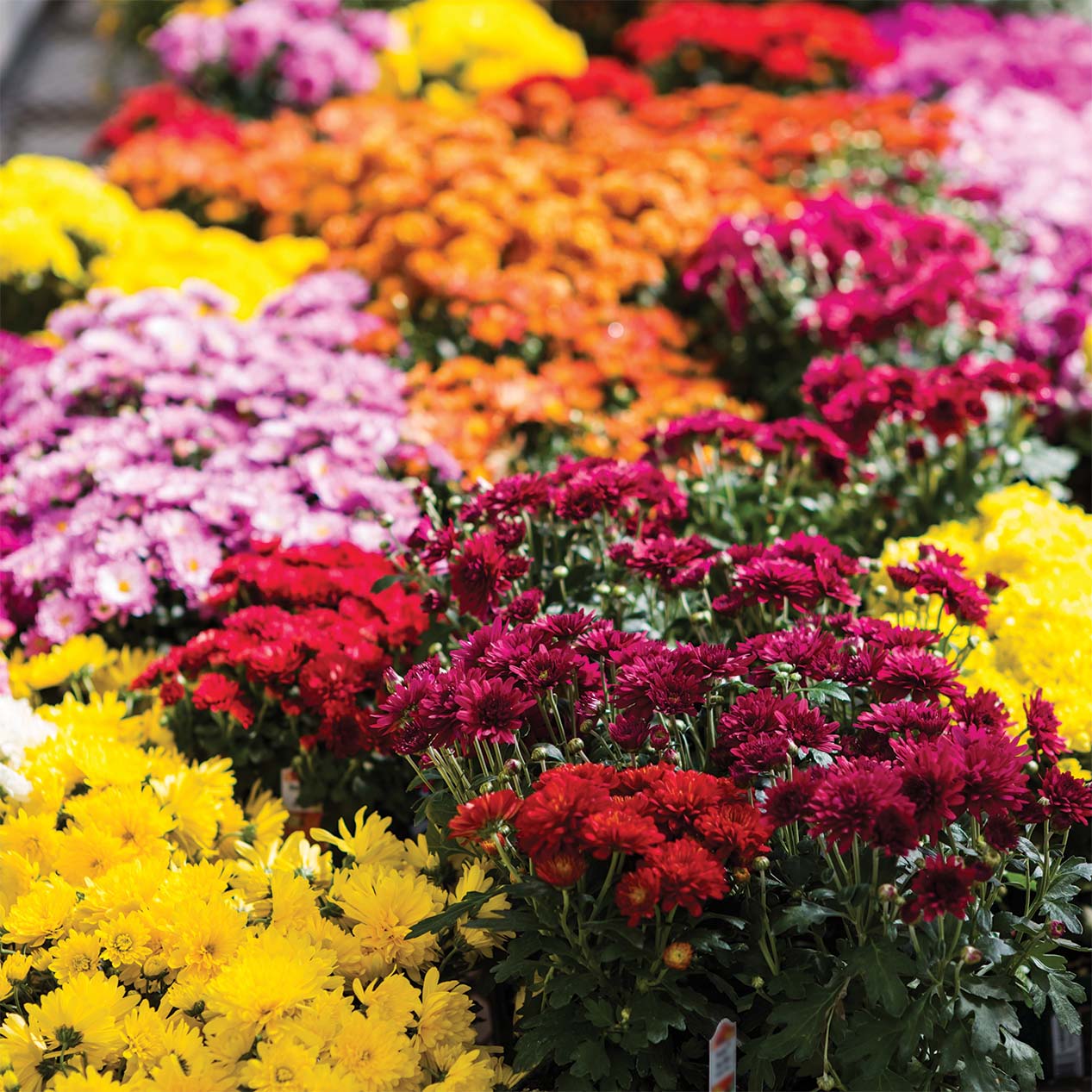 Upgrade Option: Additional Mums