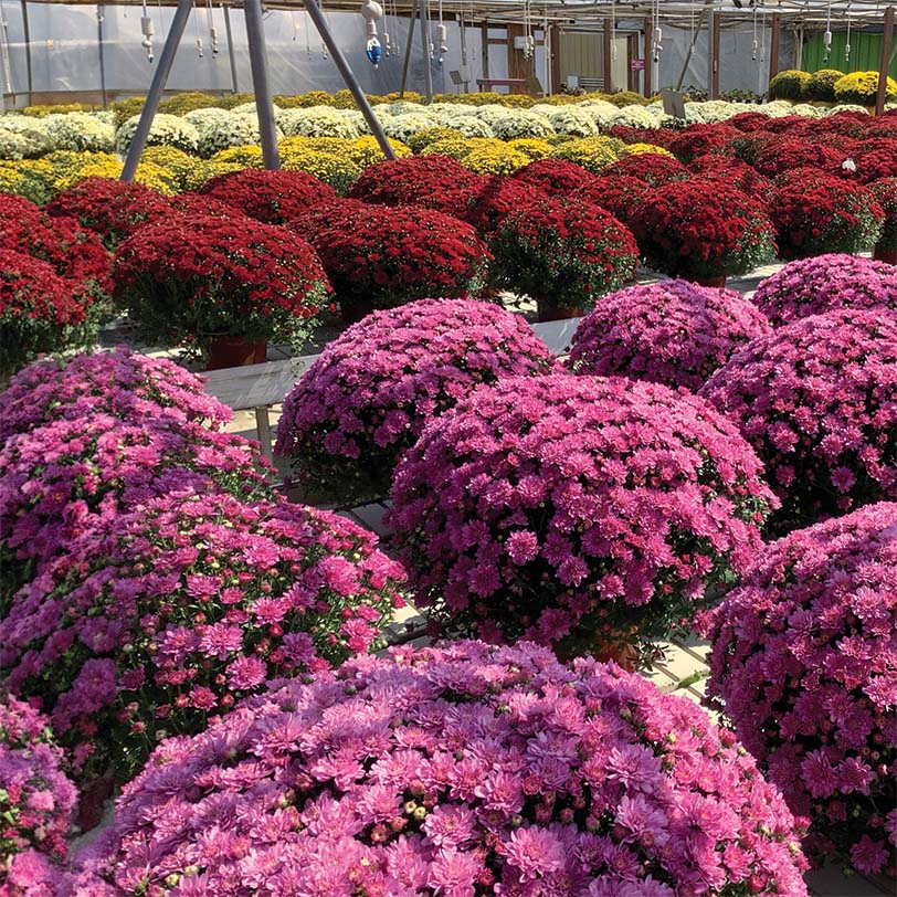 Upgrade Option: Additional Mums