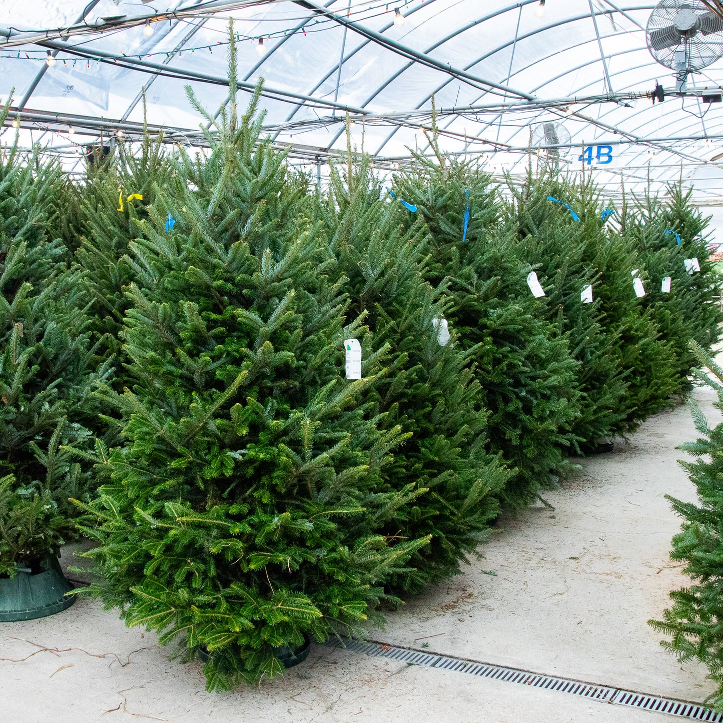 Pre-Order Fresh-Cut Fraser Fir Christmas Tree
