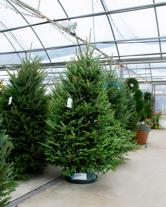 Pre-Order Fresh-Cut Fraser Fir Christmas Tree
