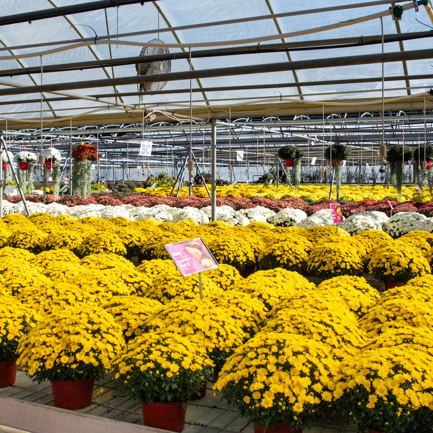 Upgrade Option: Additional Mums