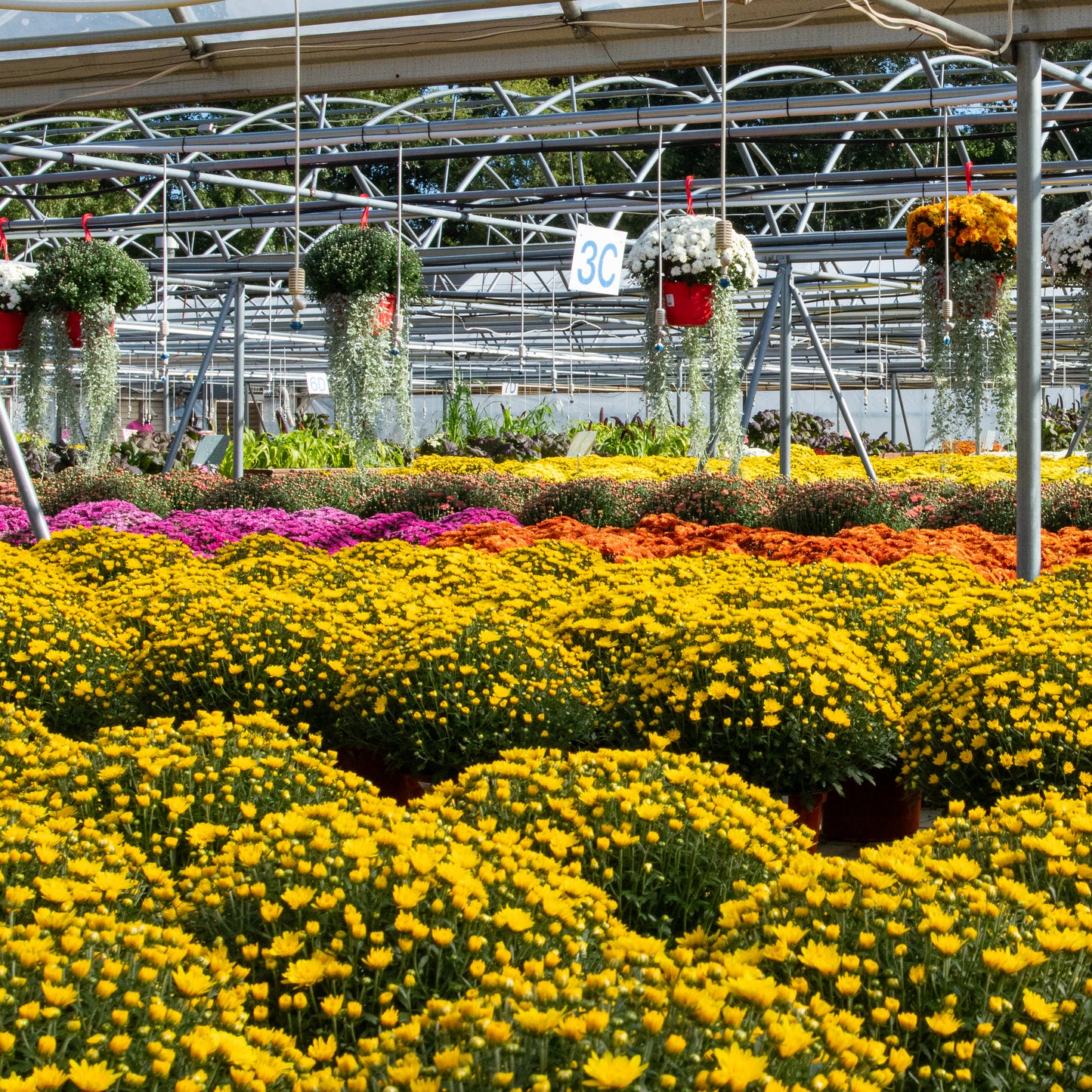 Upgrade Option: Additional Mums