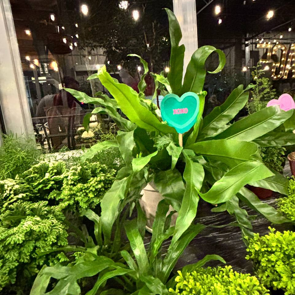 Galentine's Love Ferns at Sage Kitchen - Virginia Beach