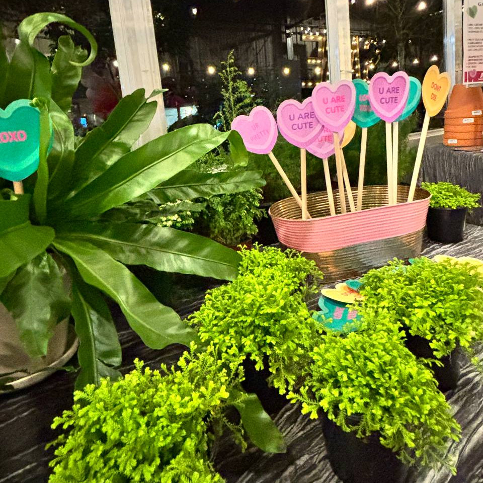Galentine's Love Ferns at Sage Kitchen - Virginia Beach