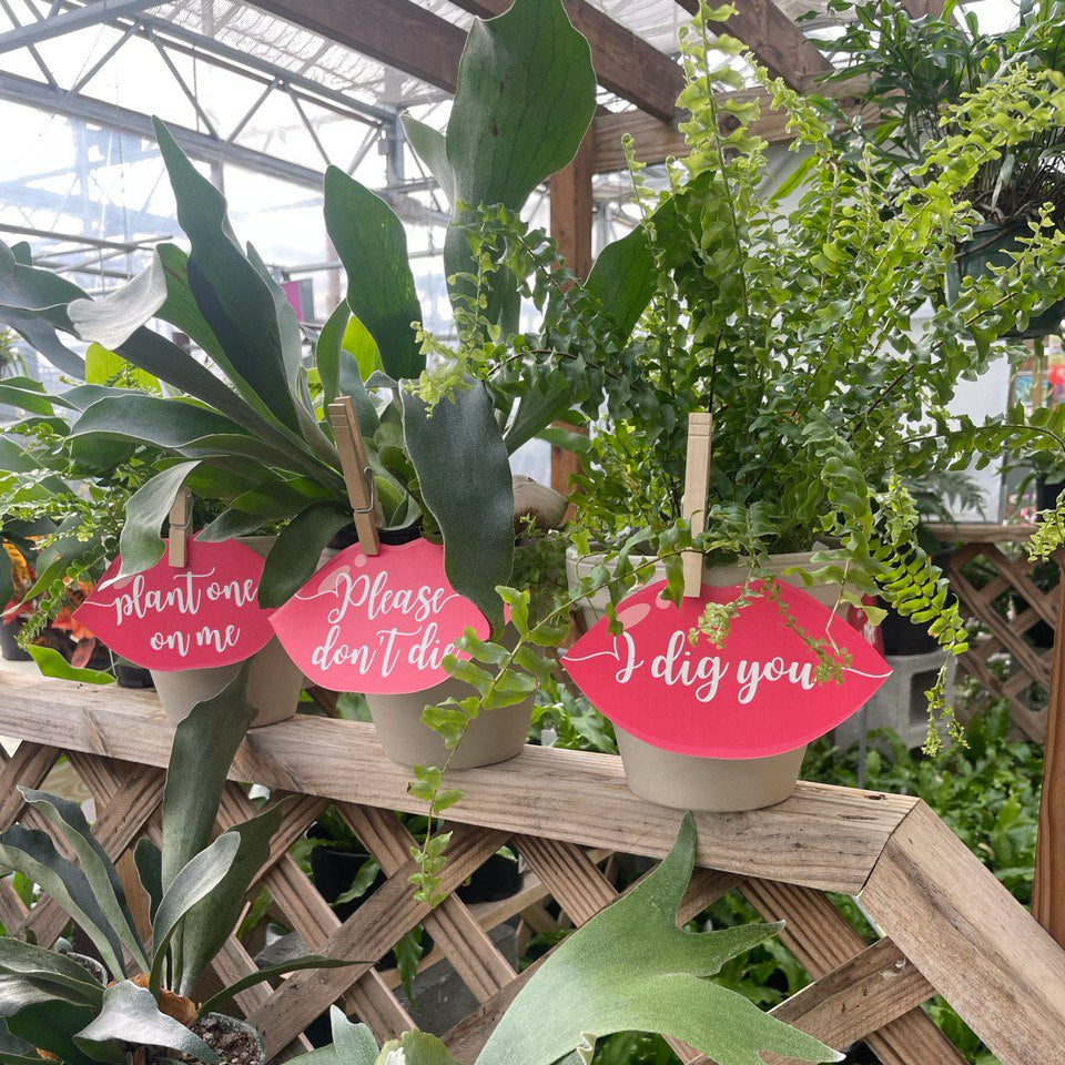 Galentine's Love Ferns at Sage Kitchen - Virginia Beach