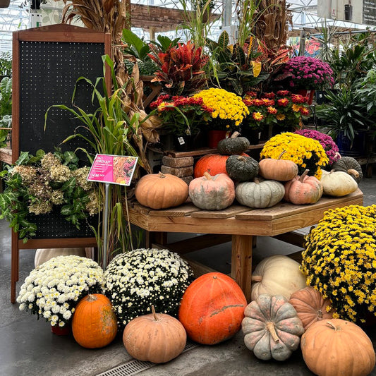 Porchside Pumpkins: Package C