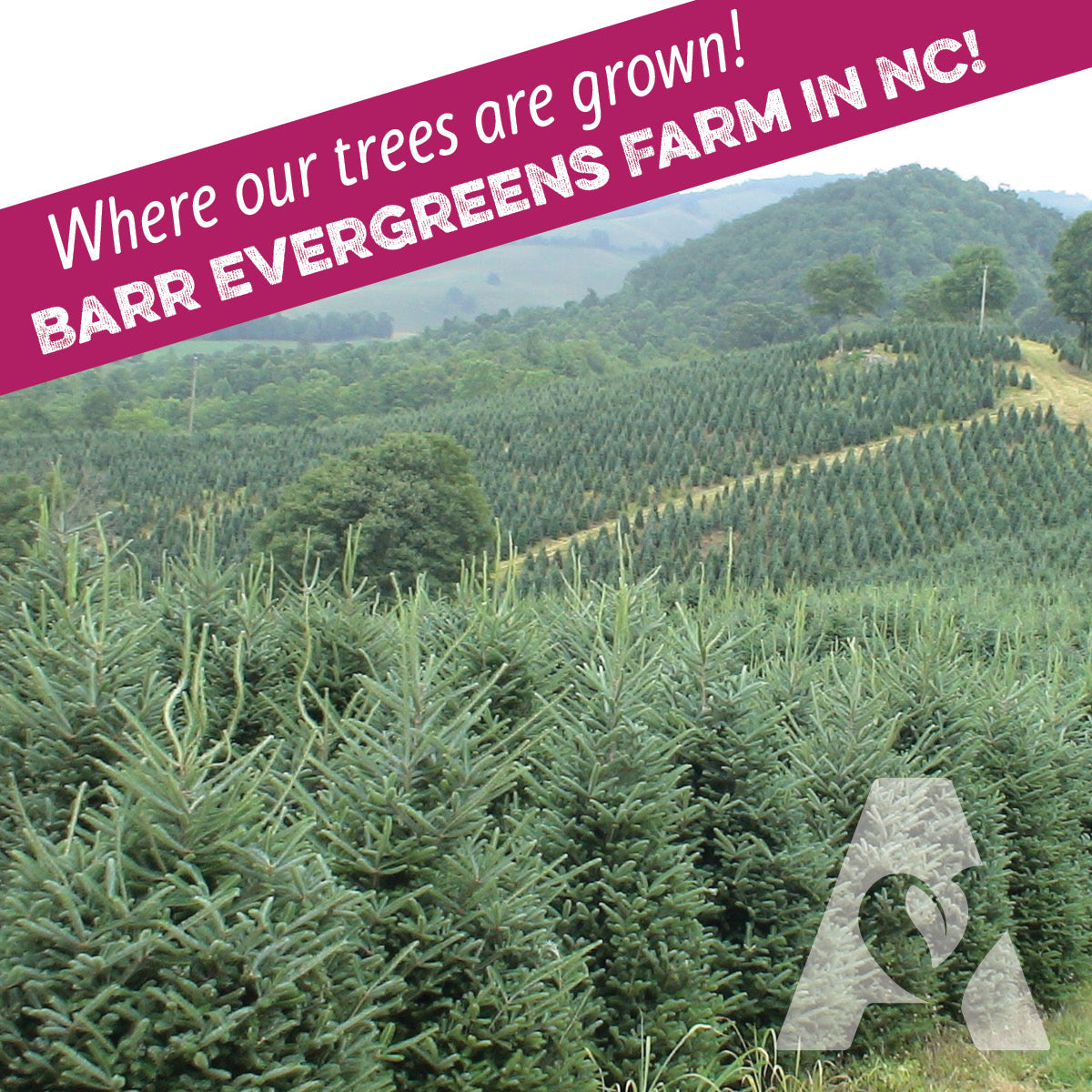 Pre-Order Fresh-Cut Fraser Fir Christmas Tree